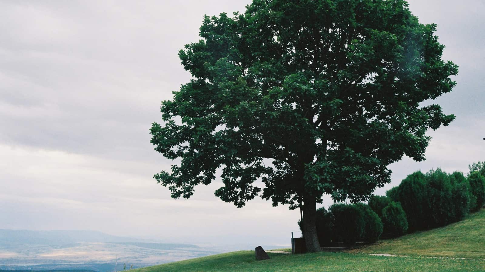 Lion Tree Services