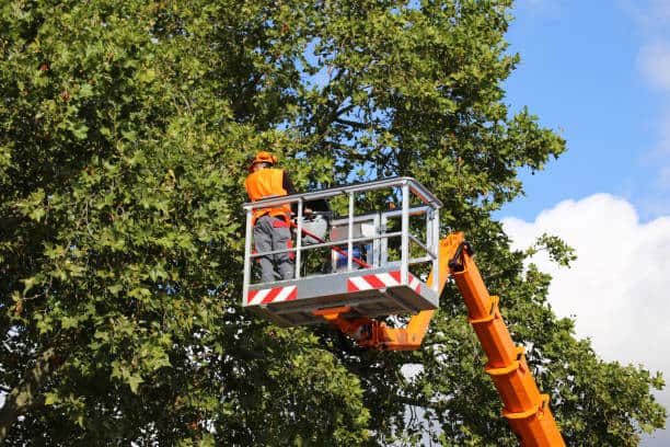 Land Clearing