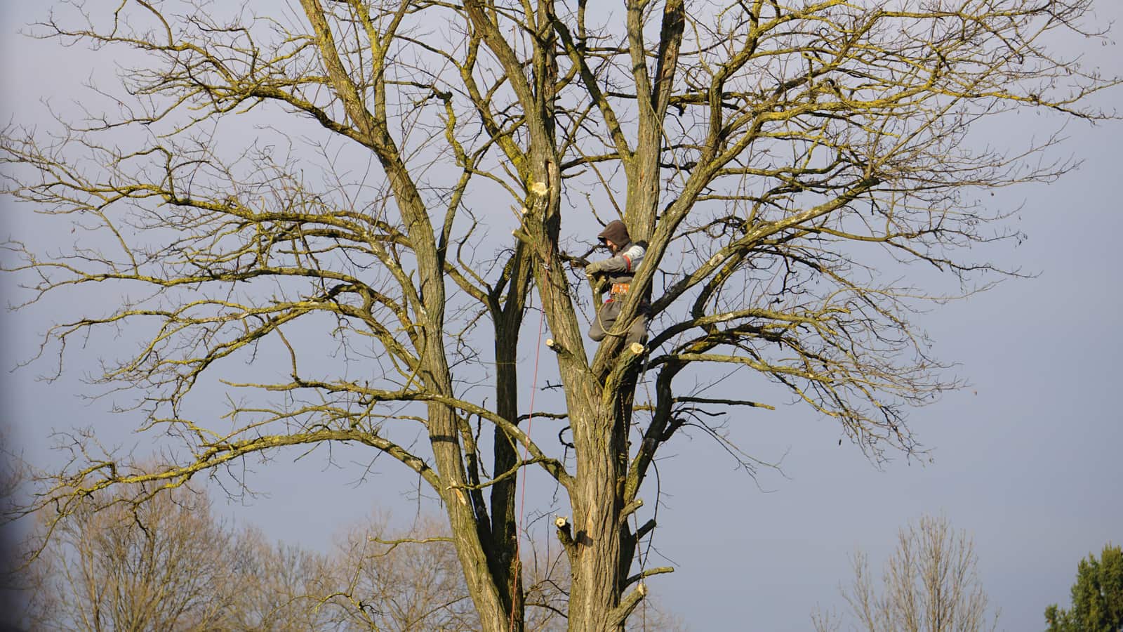 Tree Health